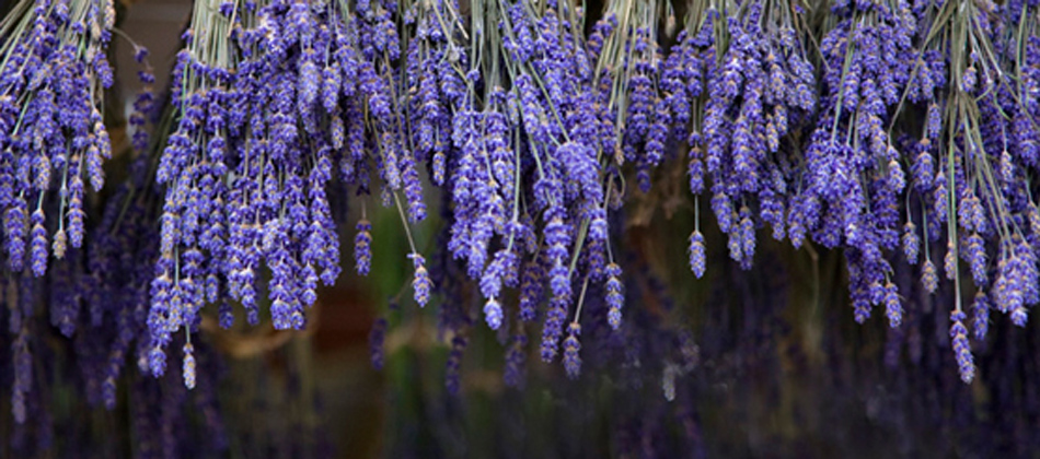 Welcome To Welsh Lavender
