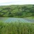 Our new lavender field planted in 2010