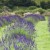 Looking down along rows of Grosso lavender