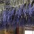 Royal Purple lavender hanging up to dry