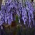 Lavender hanging up to dry