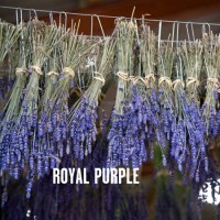 Royal Purple lavender