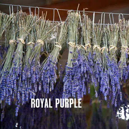 Royal Purple lavender