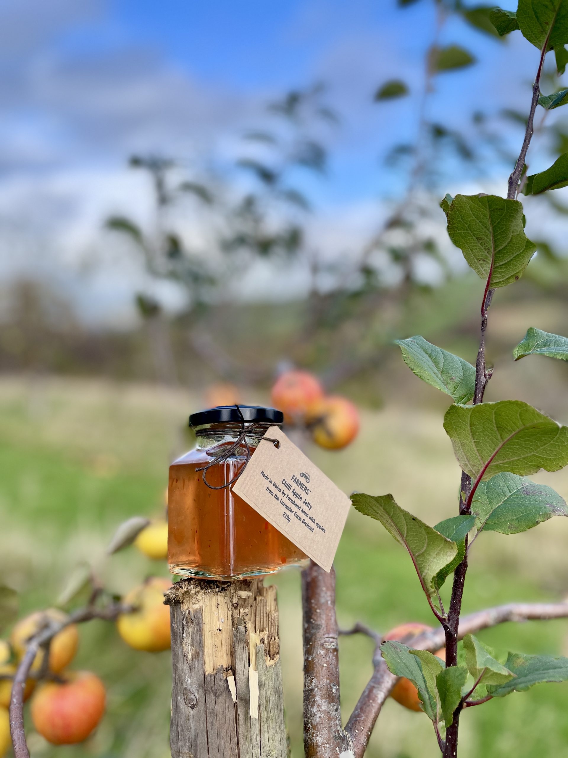 A jar of FARMERS' Chilli Apple Jelly sat on a wooden post in an orchard with apples on a tree