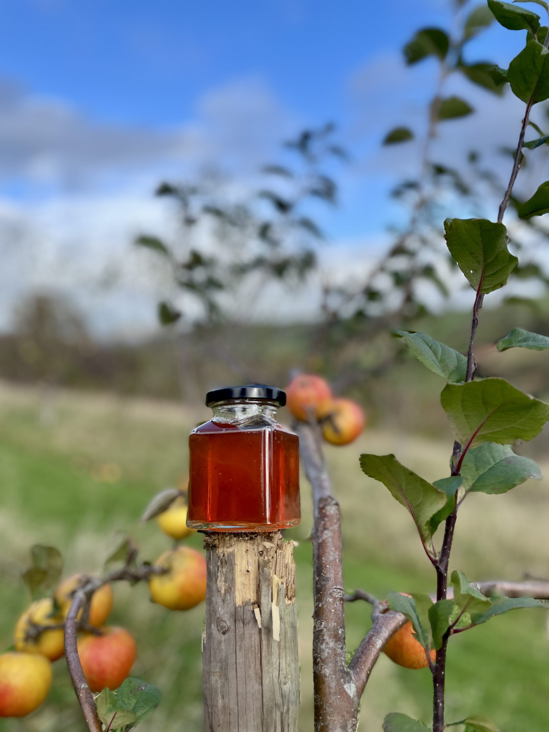 A jar of FARMERS' Apply Jelly sat on a wooden post in an orchard with apples on a tree