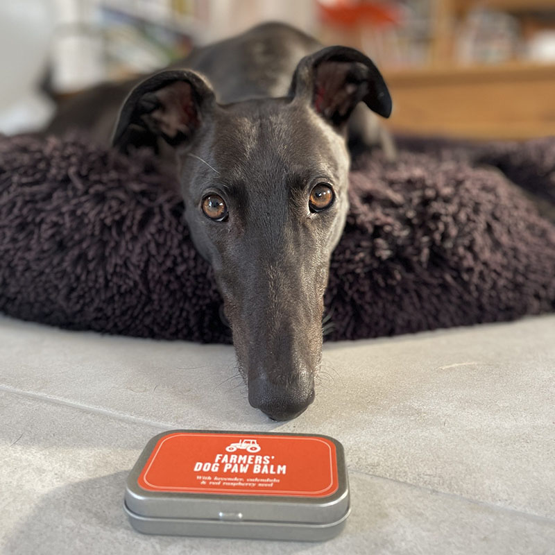 FARMERS' Dog Paw Balm on the floor in front of a dog lying down looking at the paw balm